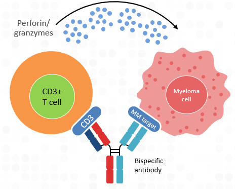 Bispecific Antibodies