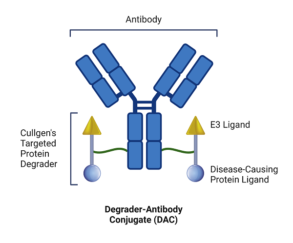 Conjugated Antibodies