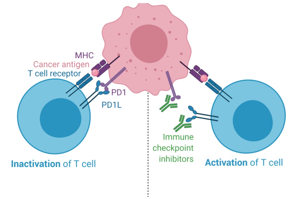 Immune Checkpoint Inhibitors